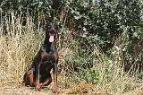 DOBERMANN 093